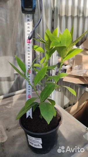 Павловский лимон