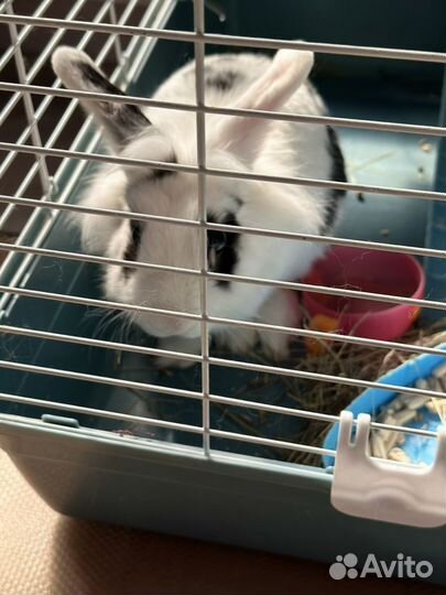 Декоративные кролики с клеткой