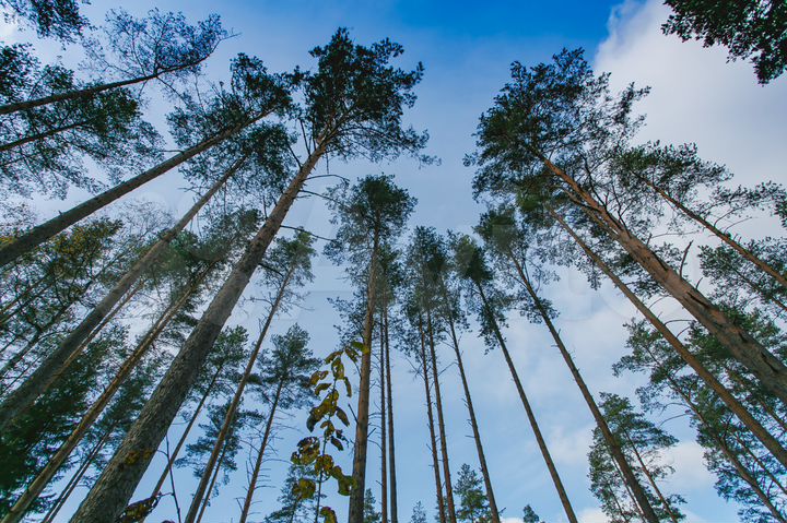 Участок 96 сот. (ИЖС)