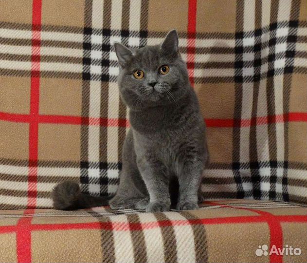 Британская