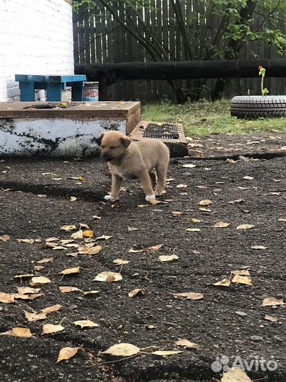 Щенки в добрые руки