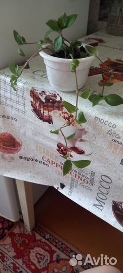 Комнатные цветы