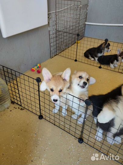 Щенки вельш корги пемброк