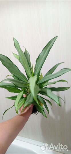 Аглаонема Вайт Ленс