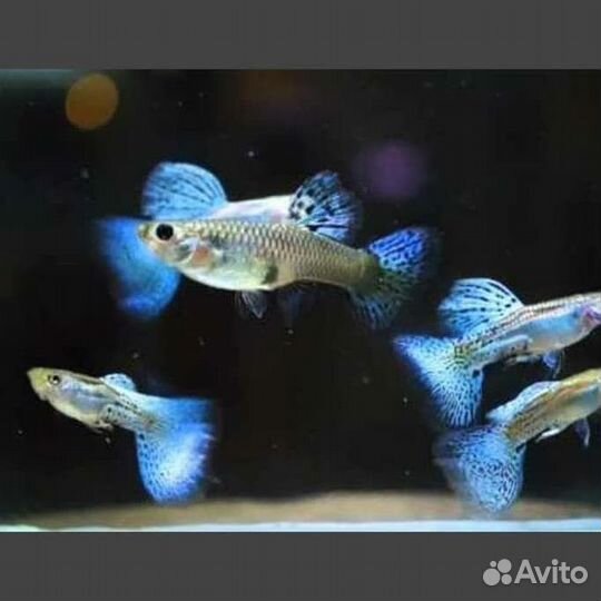 Рыбки гуппи чистая линия