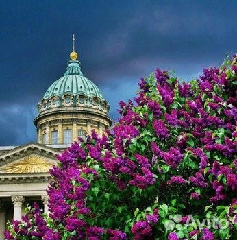 Туры в Санкт-Петербург из Омска
