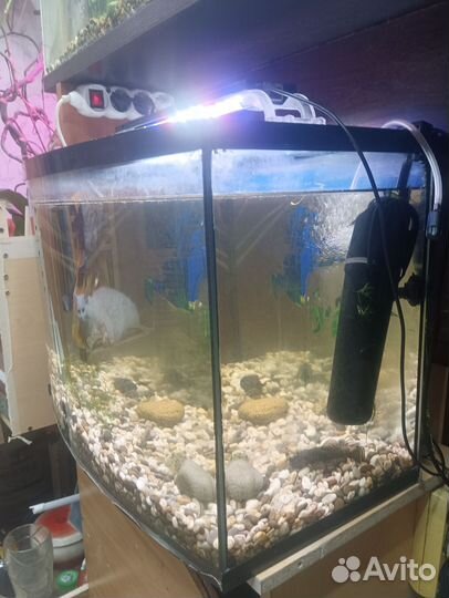 Аквариум