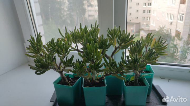 Крассула хоббит