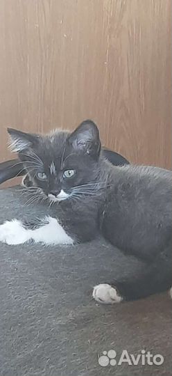 Кот в добрые руки