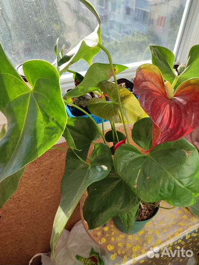 Комнатные цветы антуриум