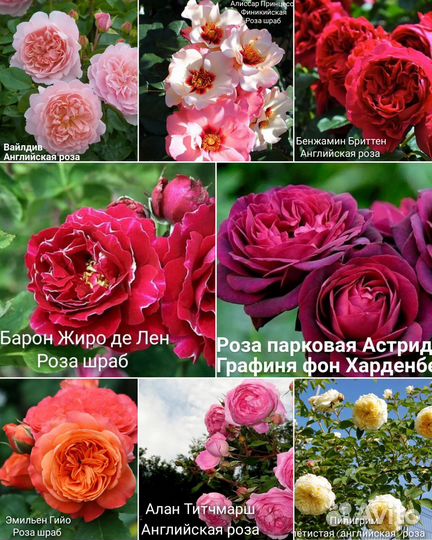 Саженцы роз