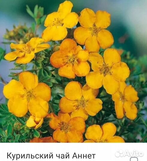 Саженцы Курильский чай Лапчатка