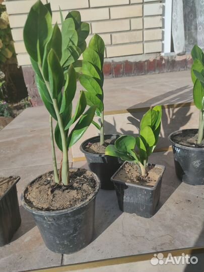 Замиокулькас