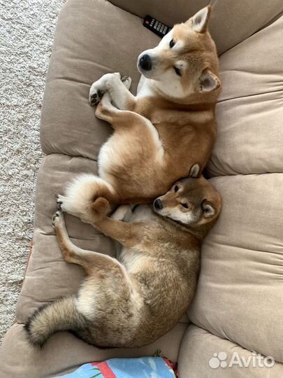 Выгул собак