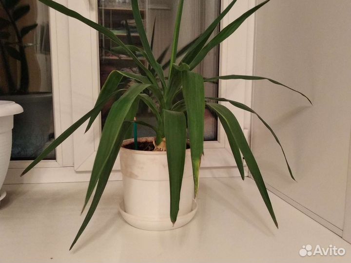 Комнатный цветок пальма юкка