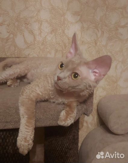 Котик
