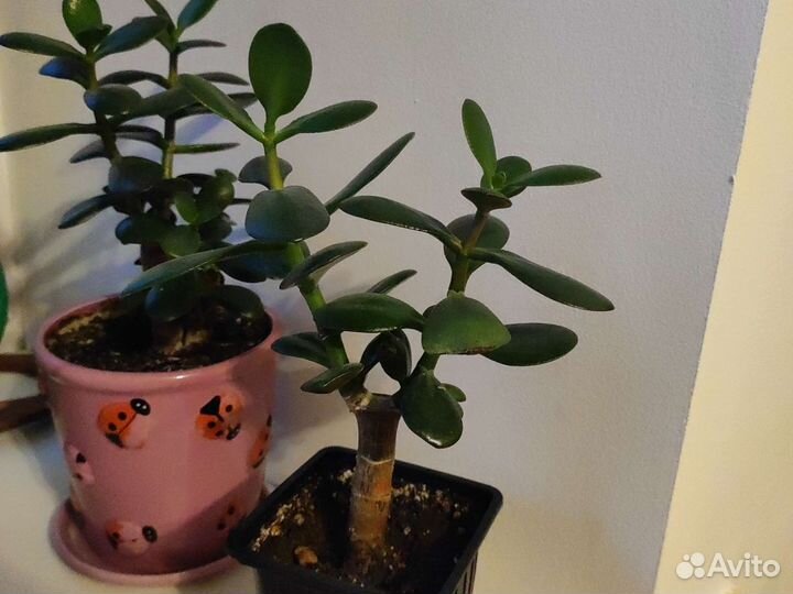 Толстянка (денежное дерево)