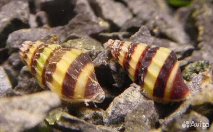 Улитка Хелена