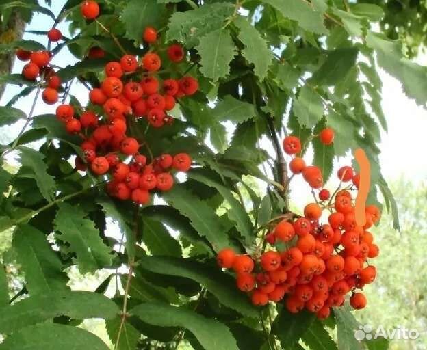 Рябина из питомника