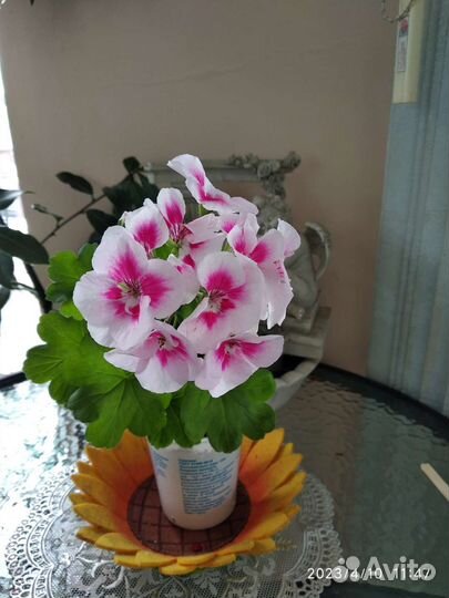 Пеларгония зональная