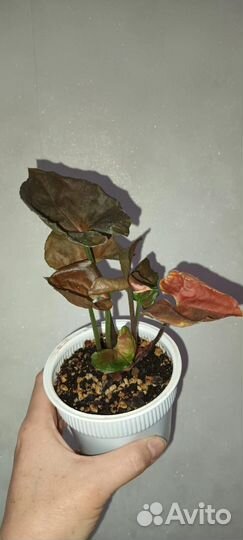 Сингониумы редкие