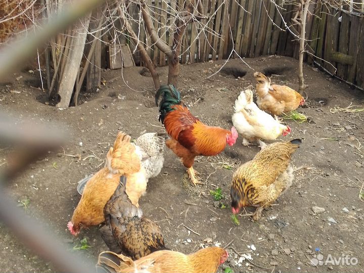 Продам петушка