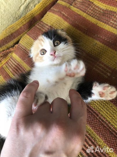 Котенок девочка бесплатно