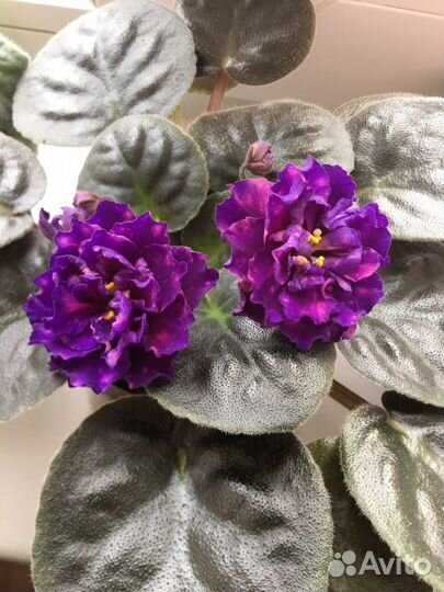 Фиалка Шансон, Авантюра и Млечный путь