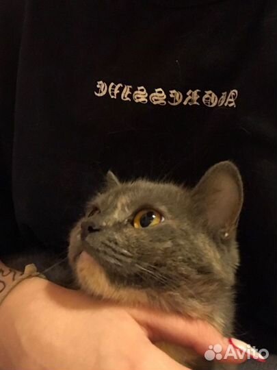 Кошка британка помесь
