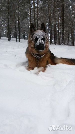 Предлагается кобель немецкой овчарки для вязки