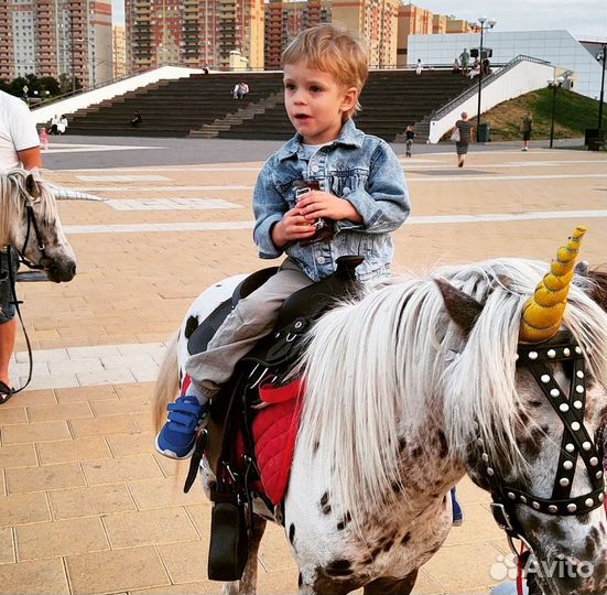 Пони Аппалуза