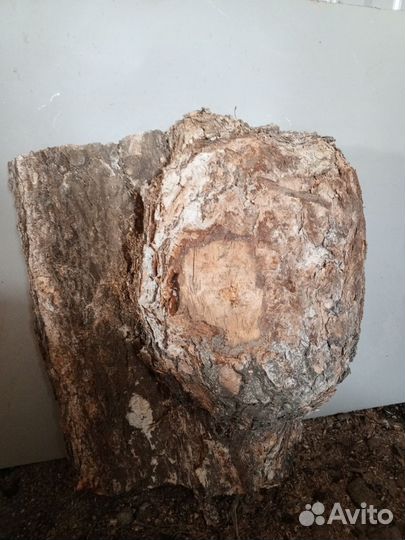 Кап березовый сухой