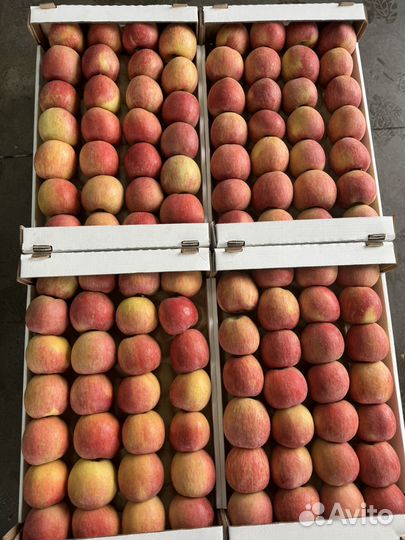 Яблоки оптом