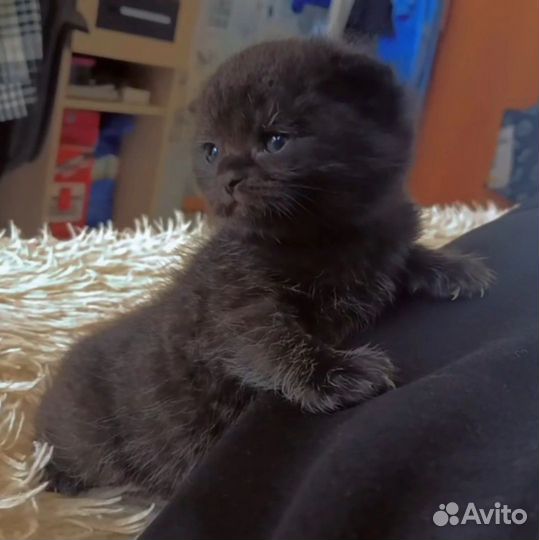 Шотландская вислоухая