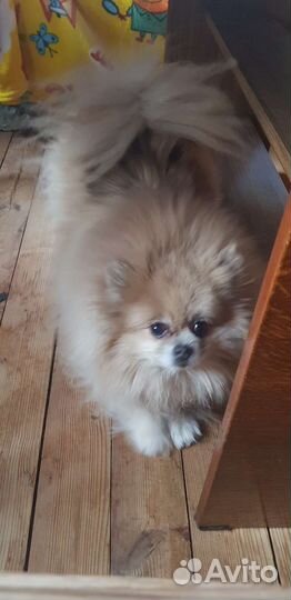 Передержка маленьких собак