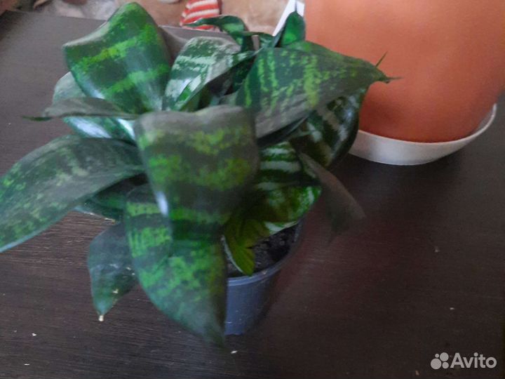 Сансевиерия Хана