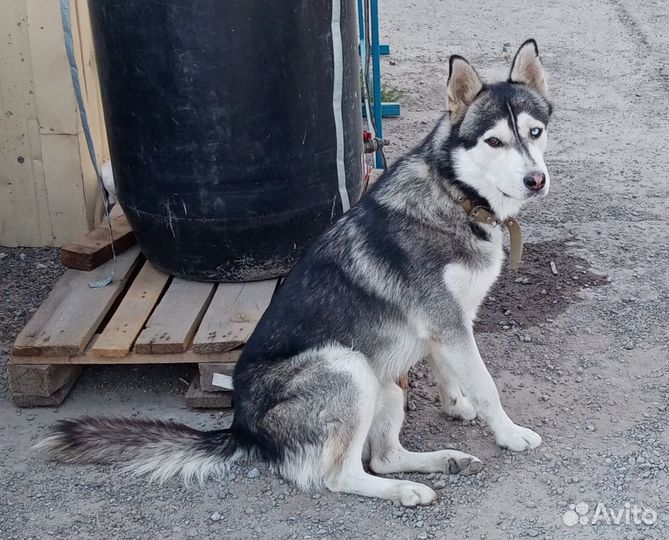 Собака