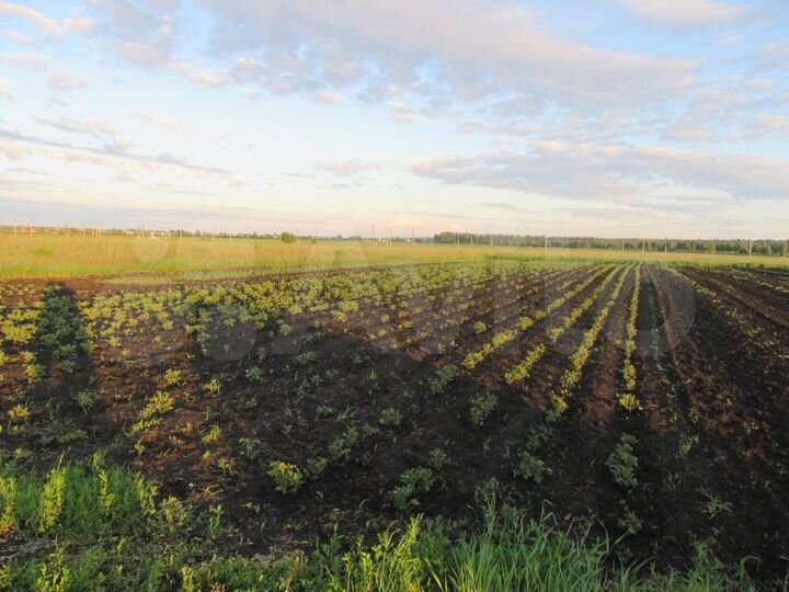 Участок 15 сот. (СНТ, ДНП)