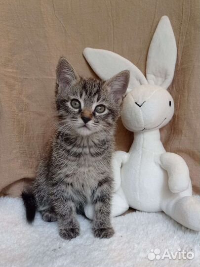 Котенок в дар бесплатно