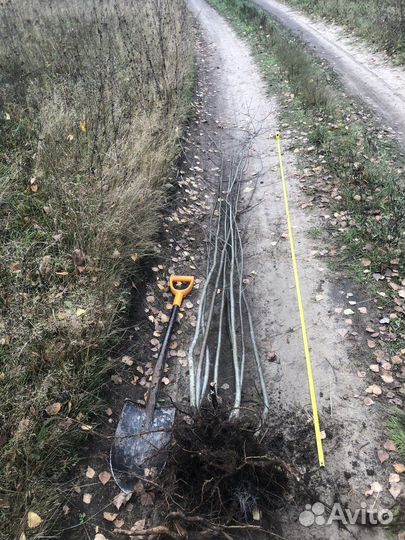 Саженцы Рябина, клена, липы обыкновеная