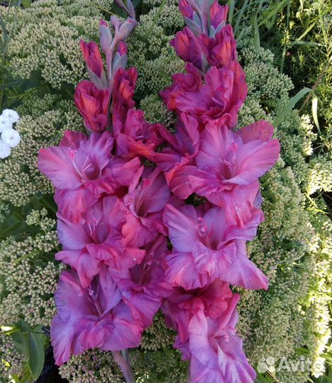 Гладиолусы, детки/ семена, цена за 10 шт