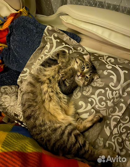 Кошки в добрые руки