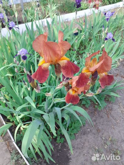 Астильба бордовая и другие многолетники