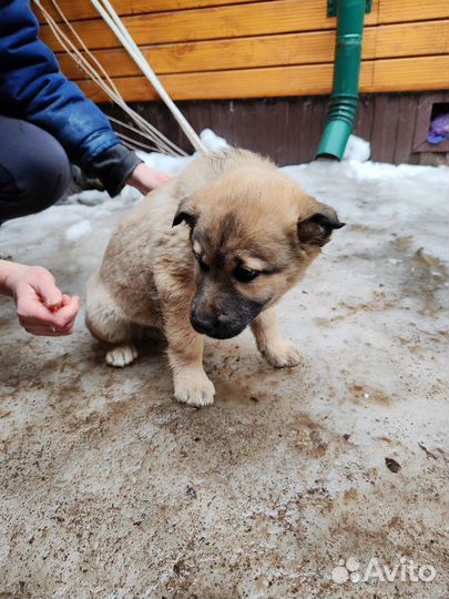 Щенок в добрые руки бесплатно