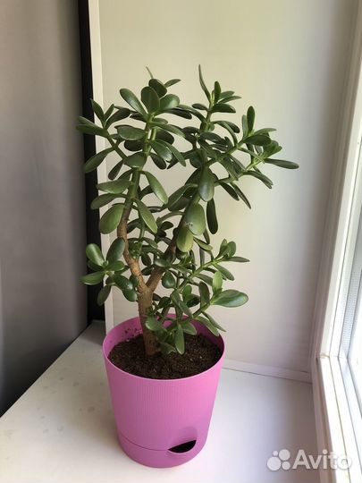 Комнатные растения