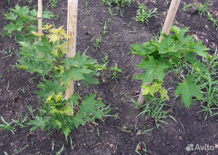 Рябина, клён остролистный, сосна, дуб, ясень