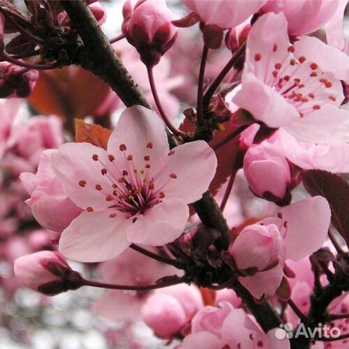 Саженцы сливы Писсарди