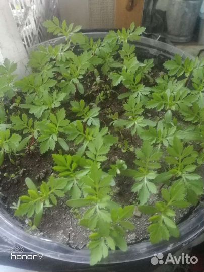 Петуния, бархатцы, гладиолусы