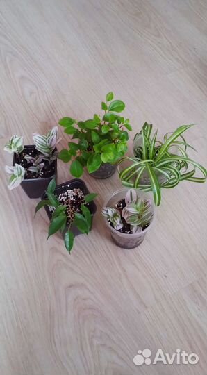 Зеленые растения для украшения дома