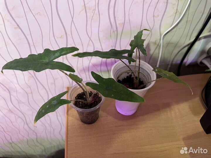 Алоказия Сабрина